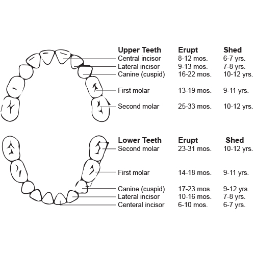 Tooth Eruption Guide for Kids | Little Smiles Of Delaware