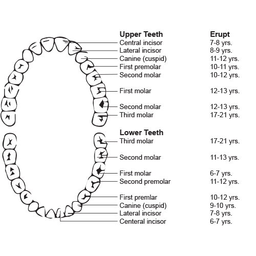 Tooth Eruption Guide for Kids | Little Smiles Of Delaware